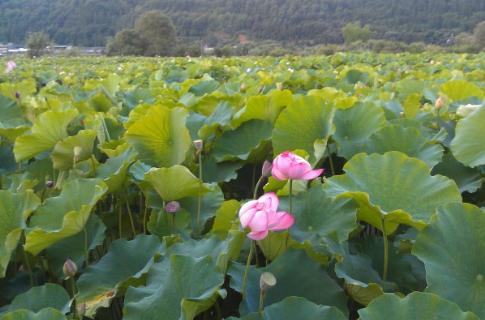 探索未知的味蕾之旅，最新一集带你品味独特风味